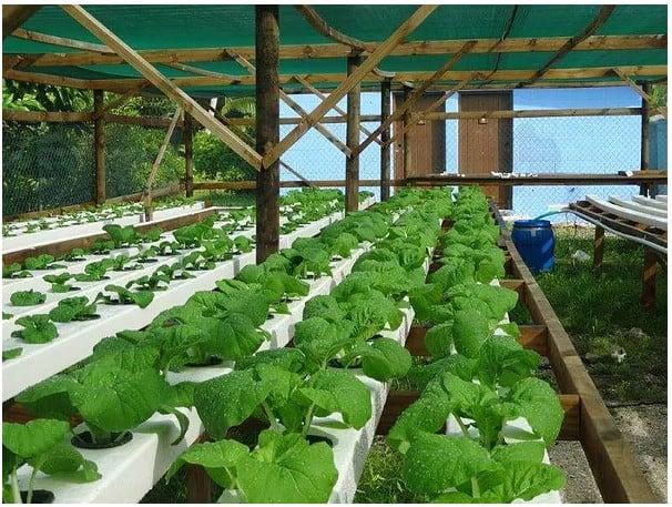 Hydroponic food growing